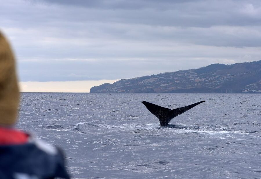 From Machico: Madeira Whale and Dolphin Watching Boat Tour - From the blue kiosk at Marina Machico to Scorpio Madeira checks