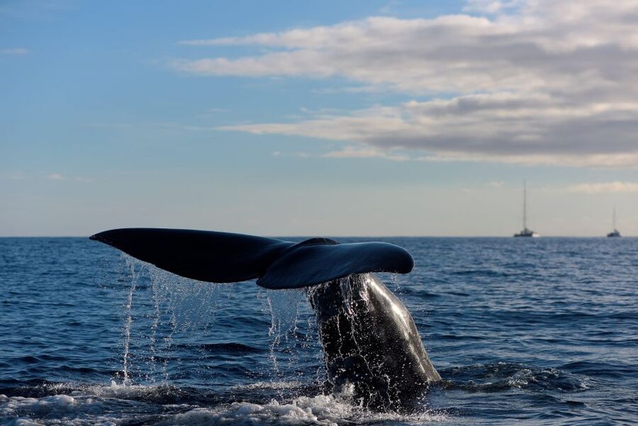 From Machico: Madeira Whale and Dolphin Watching Boat Tour - How the marine biologist turns spotting into a guided experience