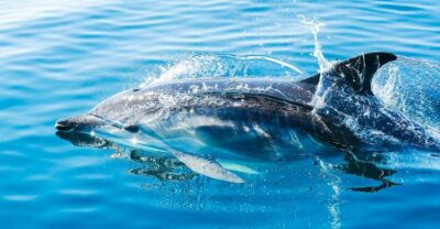 From Malaga: Day trip to Gibraltar and Dolphin Boat Tour - Crossing into Gibraltar: bring the original ID you can’t replace