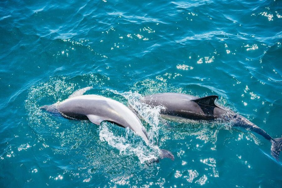 From Malaga: Day trip to Gibraltar and Dolphin Boat Tour - After the boat: food breaks and how to spend your second window