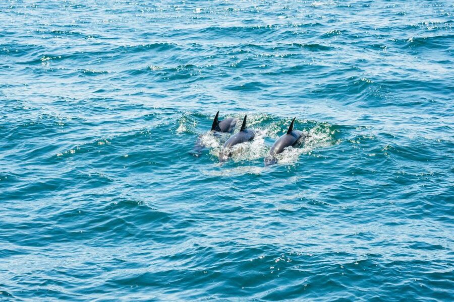 From Malaga: Day trip to Gibraltar and Dolphin Boat Tour - The human touch: guides can make or break the day
