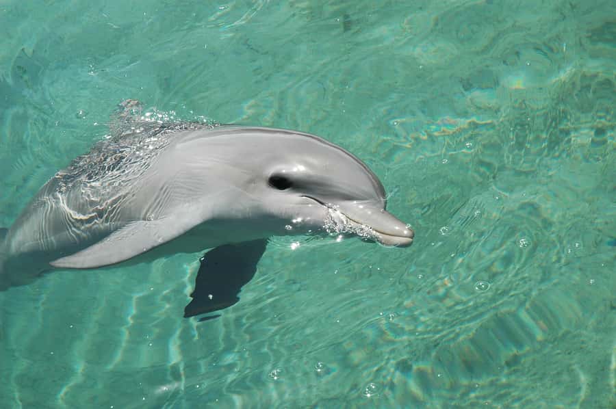 From Miami: Key West with Dolphin Watch or Snorkel Boat - Snorkel Tour Option: 3 Hours, Drinks, and Basic Gear