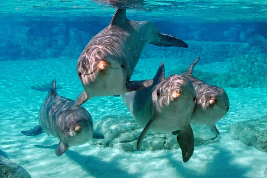 From Miami: Key West with Dolphin Watch or Snorkel Boat - How the Whole Day Works: Timing, Transfers, and Comfort
