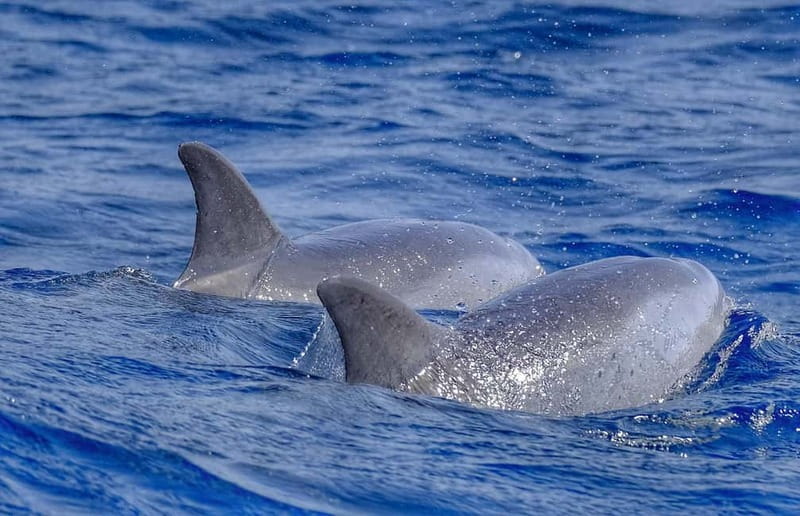 From Morro Jable: Dolphin and Whale Watching and Snorkelling - Key things I’d highlight before you go