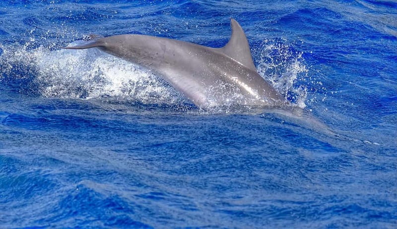 From Morro Jable: Dolphin and Whale Watching and Snorkelling - Who this tour fits best (and who should skip it)