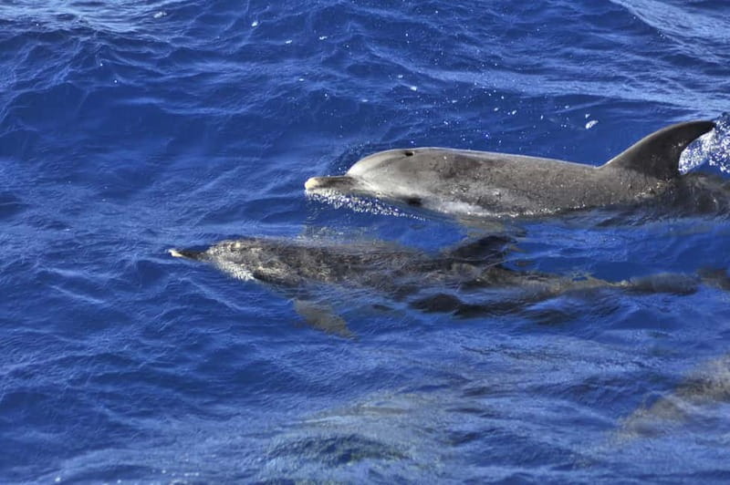 From Morro Jable: Dolphin and Whale Watching and Snorkelling - Morro Jable speedboat tour: how the timing usually feels