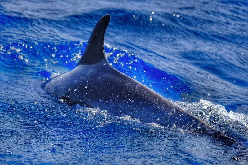 From Morro Jable: Dolphin and Whale Watching and Snorkelling - What the speedboat ride is really like (and how to prepare)