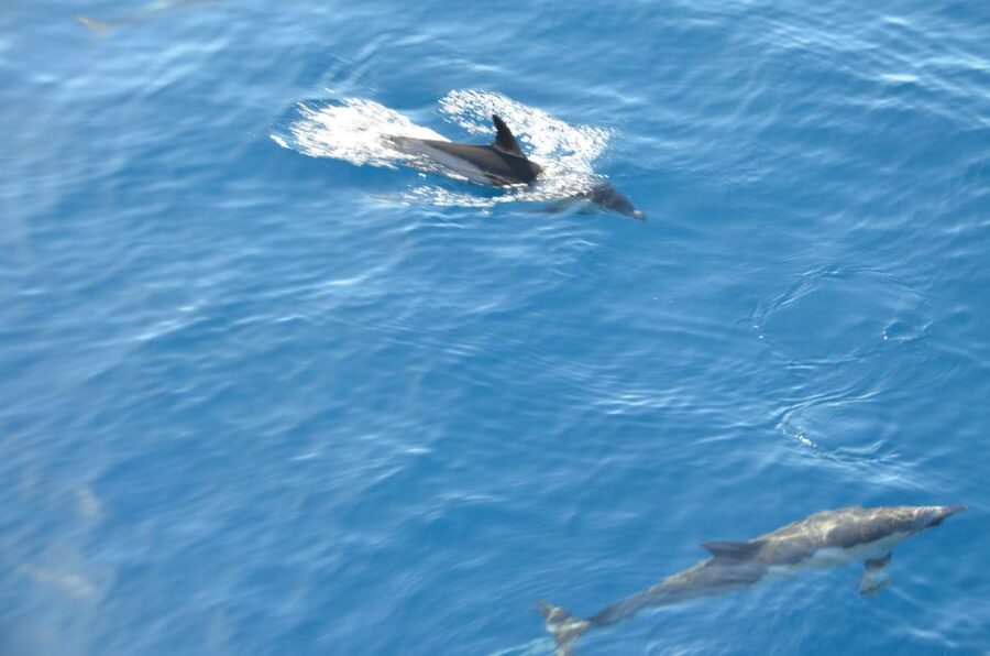 From Morro Jable: Dolphin and Whale Watching and Snorkelling - The snorkeling stop: 30 minutes, gear included, and the right expectations