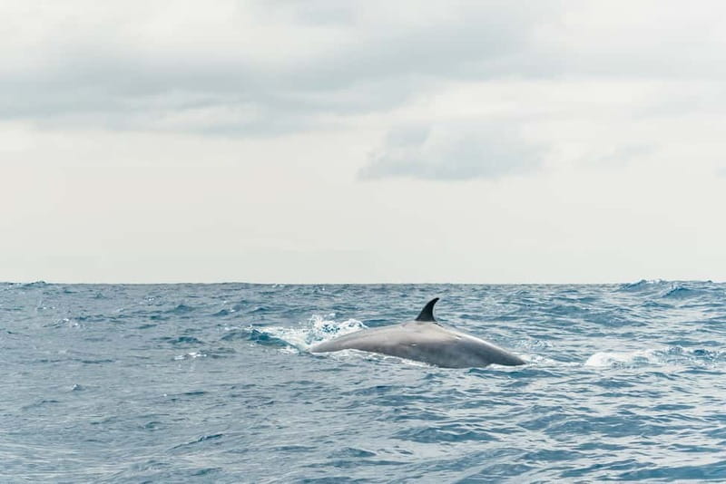 From Morro Jable: Dolphin and Whale Watching and Snorkelling - Why the guides matter more than you’d think