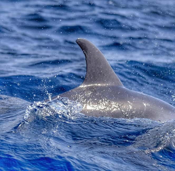 From Morro Jable: Dolphin and Whale Watching and Snorkelling - Views of Fuerteventura’s coastline: the bonus you get while searching