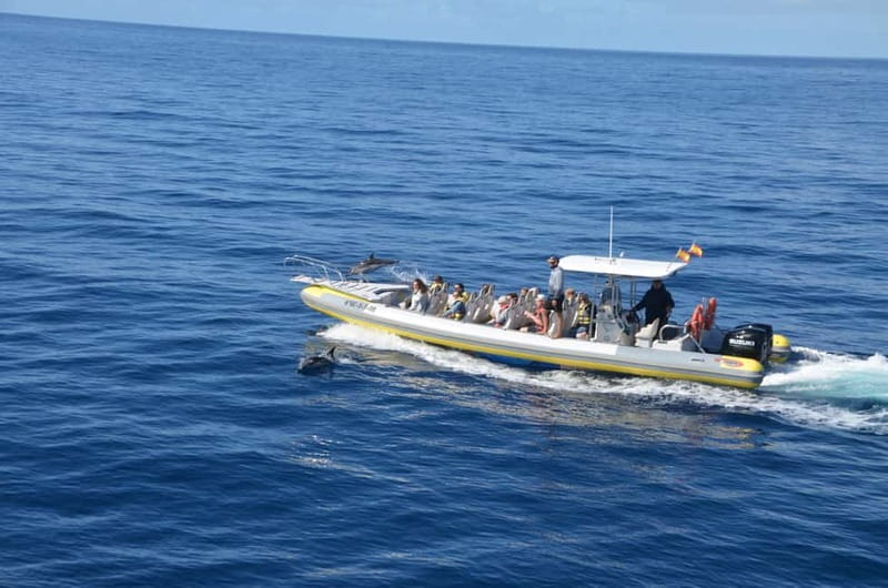 From Morro Jable: Dolphin and Whale Watching and Snorkelling - Price and value: is $59 worth it?
