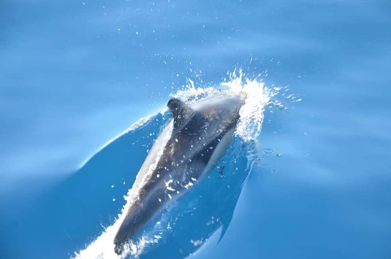 From Morro Jable: Dolphin and Whale Watching and Snorkelling - The flow of the trip: pickup, port departure, wildlife stops, snorkel, return