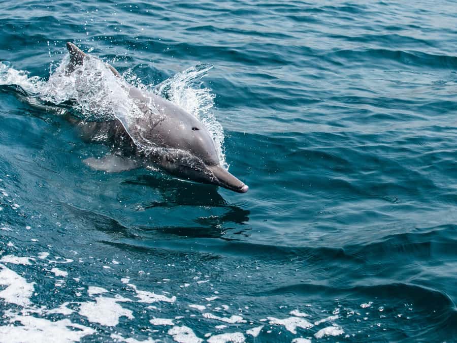 From Muscat: Discover Dolphins Day Trip - What a 2-hour dolphin outing in Muscat is really like