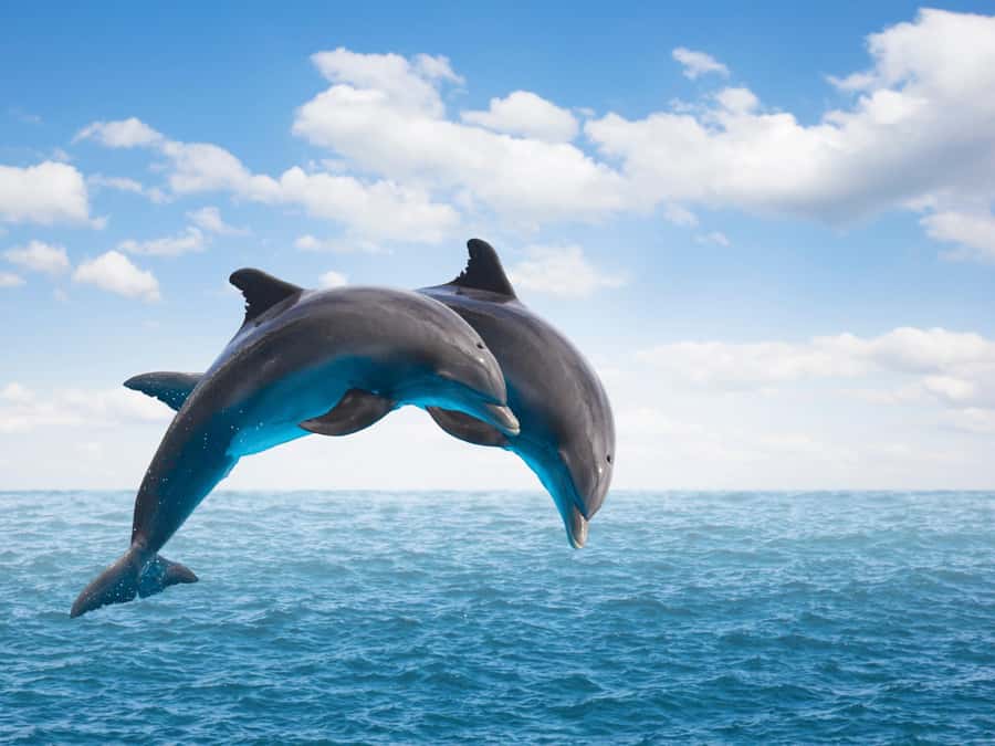 From Muscat: Discover Dolphins Day Trip - How dolphin spotting works: bow-riding, surfacing, and social play