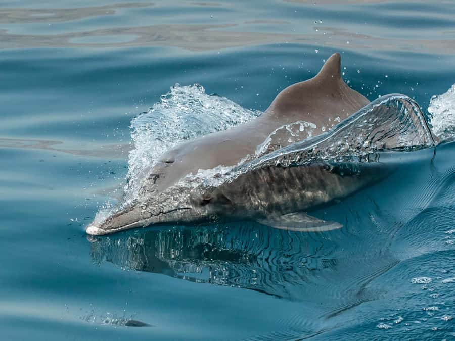 From Muscat: Discover Dolphins Day Trip - Practical timing tips for the 08:00 vs 10:00 departure