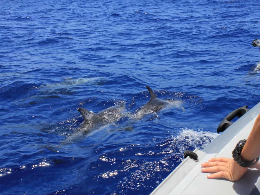From Muscat: Discover Dolphins Day Trip - Leaving from Marina Bandar Al Rawdha (Office No 3)