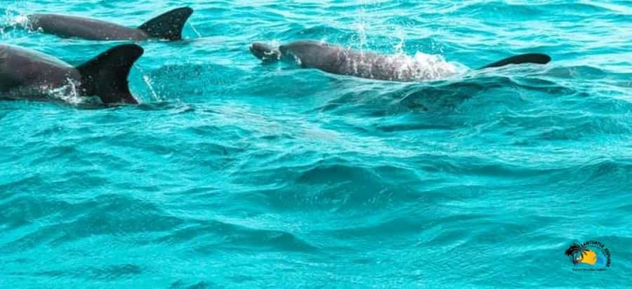 From Nungwi/Kendwa: Mnemba Atoll Starfishes & Dolphins Tour - The dolphin swim stop: exciting, but watch the crowd factor