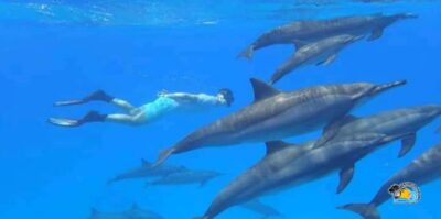From Nungwi/Kendwa: Mnemba Atoll Starfishes & Dolphins Tour - Getting there from Nungwi or Muyuni: boat time and comfort reality