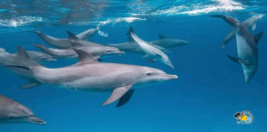 From Nungwi/Kendwa: Mnemba Atoll Starfishes & Dolphins Tour - Snorkeling Mnemba Island: how to make the most of limited time
