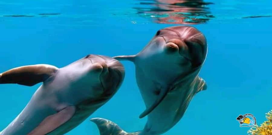 From Nungwi/Kendwa: Mnemba Atoll Starfishes & Dolphins Tour - Who should book this Mnemba dolphins snorkeling tour
