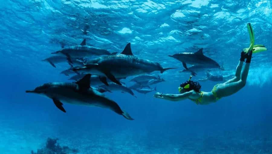 From Nungwi : Mnemba Boat Trip and Dolphin Snorkel Adventure - Mnemba Dolphin Snorkel: how the 4 hours really runs