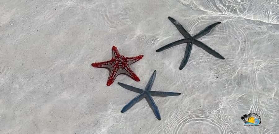 From Nungwi: Mnemba Island Dolphin Watching and Snorkeling - Key Points at a Glance