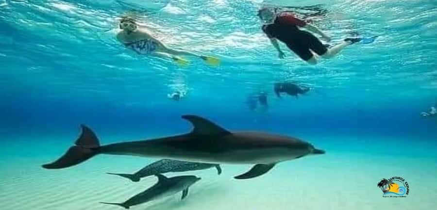 From Nungwi: Mnemba Island Dolphin Watching and Snorkeling - A 4-Hour Mnemba Dolphin and Snorkel Trip from Nungwi