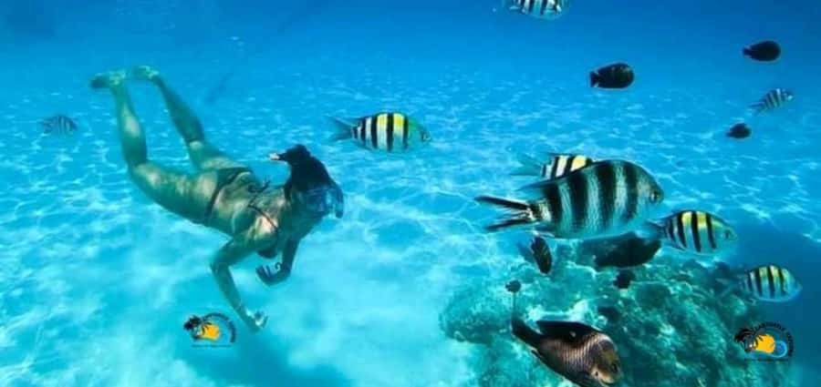 From Nungwi: Mnemba Island Dolphin Watching and Snorkeling - Dolphins in the Wild: What a 90% Chance of Sightings Means