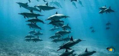From Nungwi: Mnemba Island Dolphin Watching and Snorkeling - Getting There: Van, Boat, and What the Timing Means