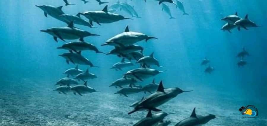 From Nungwi: Mnemba Island Dolphin Watching and Snorkeling - Getting There: Van, Boat, and What the Timing Means
