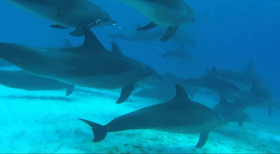 FROM NUNGWI; MNEMBA SNORKELING AND DOLPHIN TOUR - Key highlights I’d prioritize on this Mnemba and dolphin outing