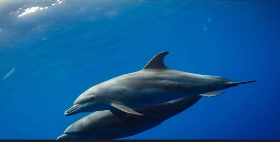 FROM NUNGWI; MNEMBA SNORKELING AND DOLPHIN TOUR - The boat ride on Zanzibar coast: beautiful, but plan for spray and motion