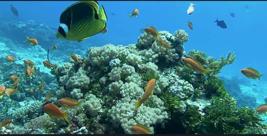 FROM NUNGWI; MNEMBA SNORKELING AND DOLPHIN TOUR - Sandbank and shallow-water time: where you rest and reset