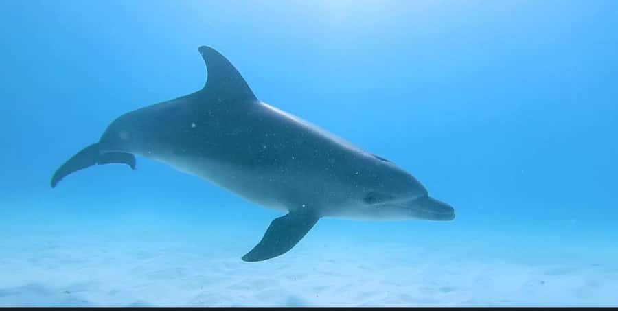FROM NUNGWI; MNEMBA SNORKELING AND DOLPHIN TOUR - What’s included versus what you should bring