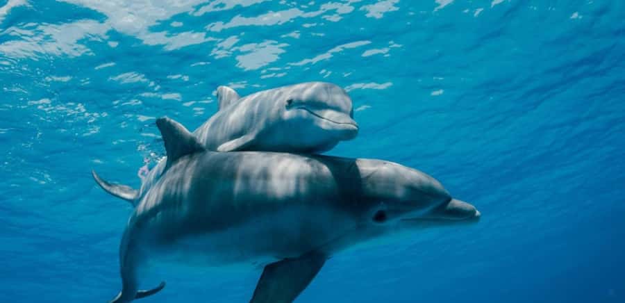 FROM NUNGWI; MNEMBA SNORKELING AND DOLPHIN TOUR - Getting picked up and set up: simple flow, less stress