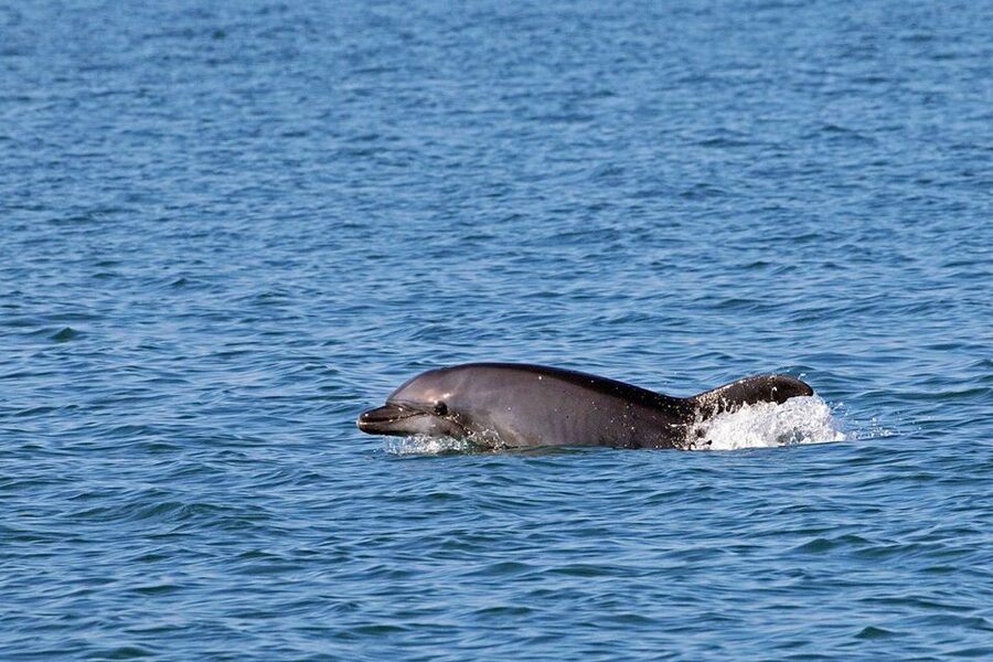 From Olbia: RIB Tour to Capo Figari with Dolphin Sighting - So, should you book this Capo Figari dolphin tour?