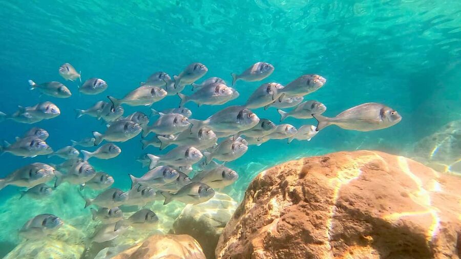 From Olbia: RIB Tour to Capo Figari with Dolphin Sighting - How dolphin watching works (and why the guide matters)