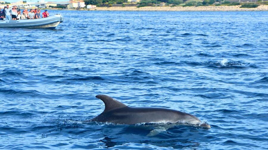 From Olbia: RIB Tour to Capo Figari with Dolphin Sighting - On-board comfort: what it feels like on a RIB dinghy