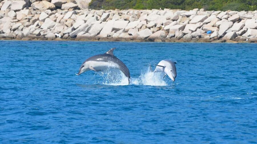 From Olbia: RIB Tour to Capo Figari with Dolphin Sighting - Price and value: why $77 feels fair for this mix