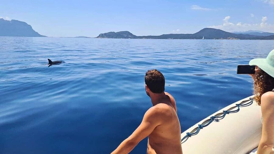 From Olbia: RIB Tour to Capo Figari with Dolphin Sighting - Snorkeling at Figarolo Island: what the seabed stop is really like