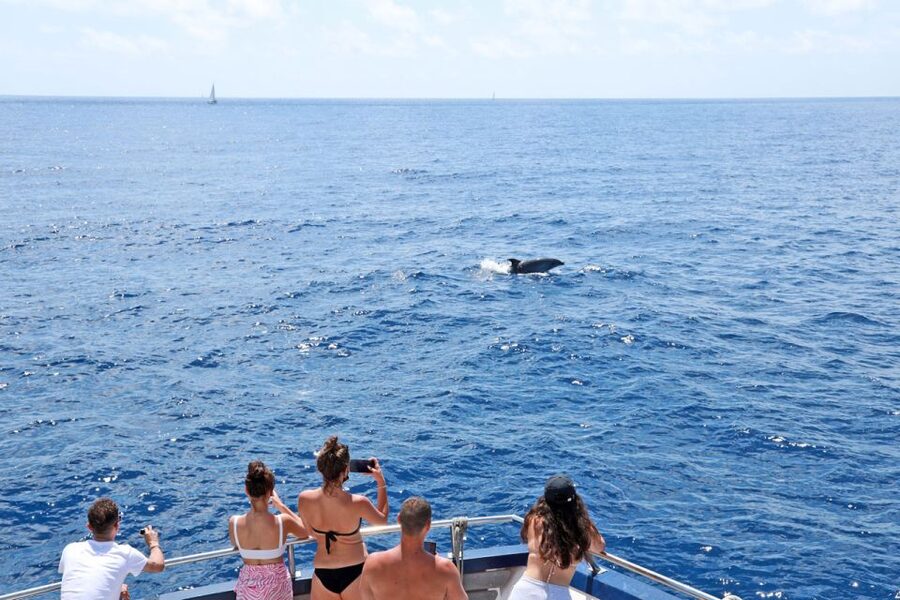 From Paguera: Dolphin Watching Cruise in a Glass-Bottom Boat - Dolphin Watching Cruise Mallorca: What Makes This One Work