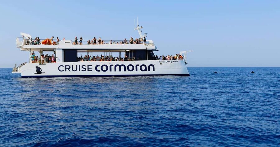 From Paguera: Dolphin Watching Cruise in a Glass-Bottom Boat - Glass-Bottom Boat Reality Check: What You’ll See Underneath