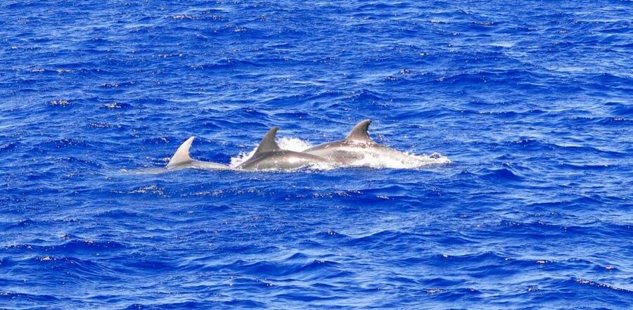 From Palma: 3-Hour Morning Dolphin Watching Boat Tour - Who should book—and who should skip this morning cruise