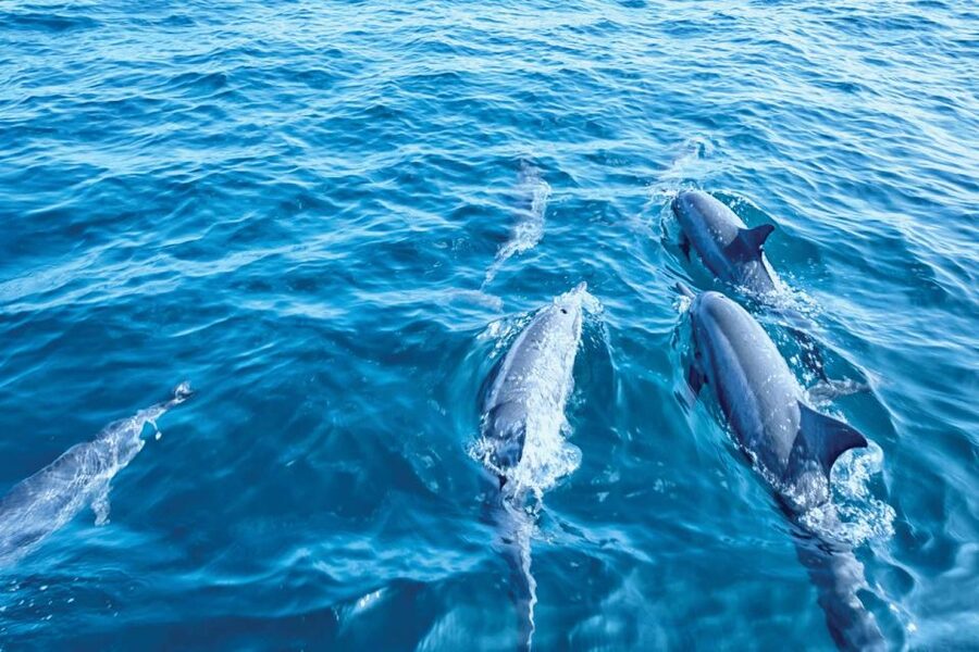 From Palma: 3-Hour Morning Dolphin Watching Boat Tour - The dolphin search: how the crew increases your odds