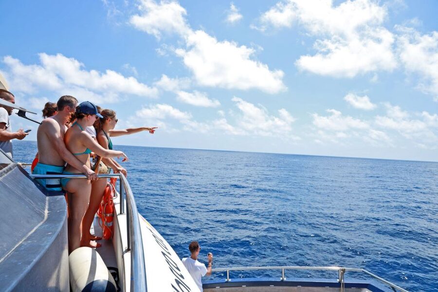 From Palma: 3-Hour Morning Dolphin Watching Boat Tour - What the swim stop in a cove adds (and how long to expect)