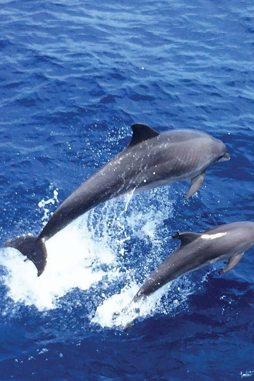 From Palma: Afternoon Dolphin-Watching Boat Tour - Timing Reality Check: Why It Can Feel Like a Longer Day