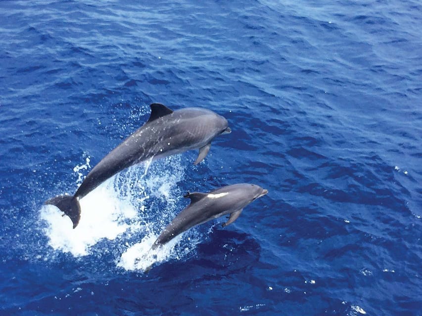 From Palma: Afternoon Dolphin-Watching Boat Tour - Who Should Book This Dolphin Tour (and Who Might Skip It)
