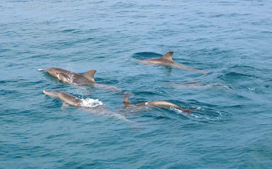 From Phuket: Racha & Maiton Island Dolphin Expedition - Racha Noi: Pirates Beach, a Viewpoint, and a Proper Snorkel Session