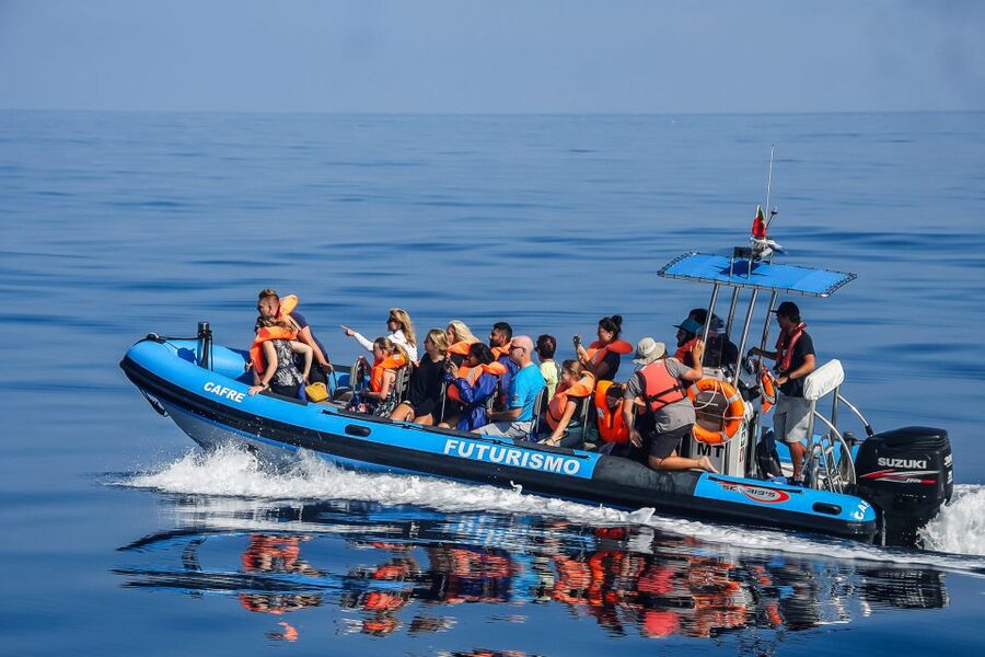 From Ponta Delgada: Whale and Dolphin Watching Trip - Key points before you go