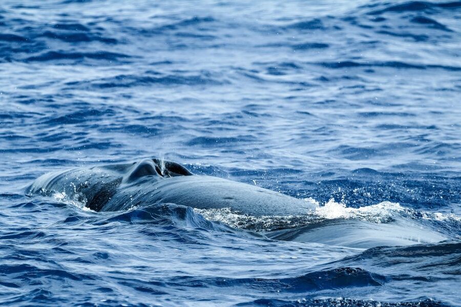 From Ponta Delgada: Whale and Dolphin Watching Trip - Price and Value: Does $82 Deliver Real Animal Time?